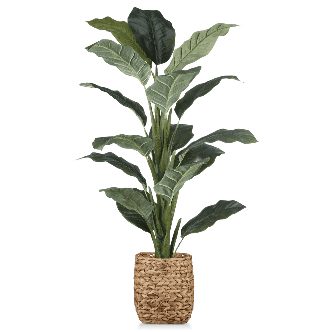 Large Ficus in Rattan Pot mysite