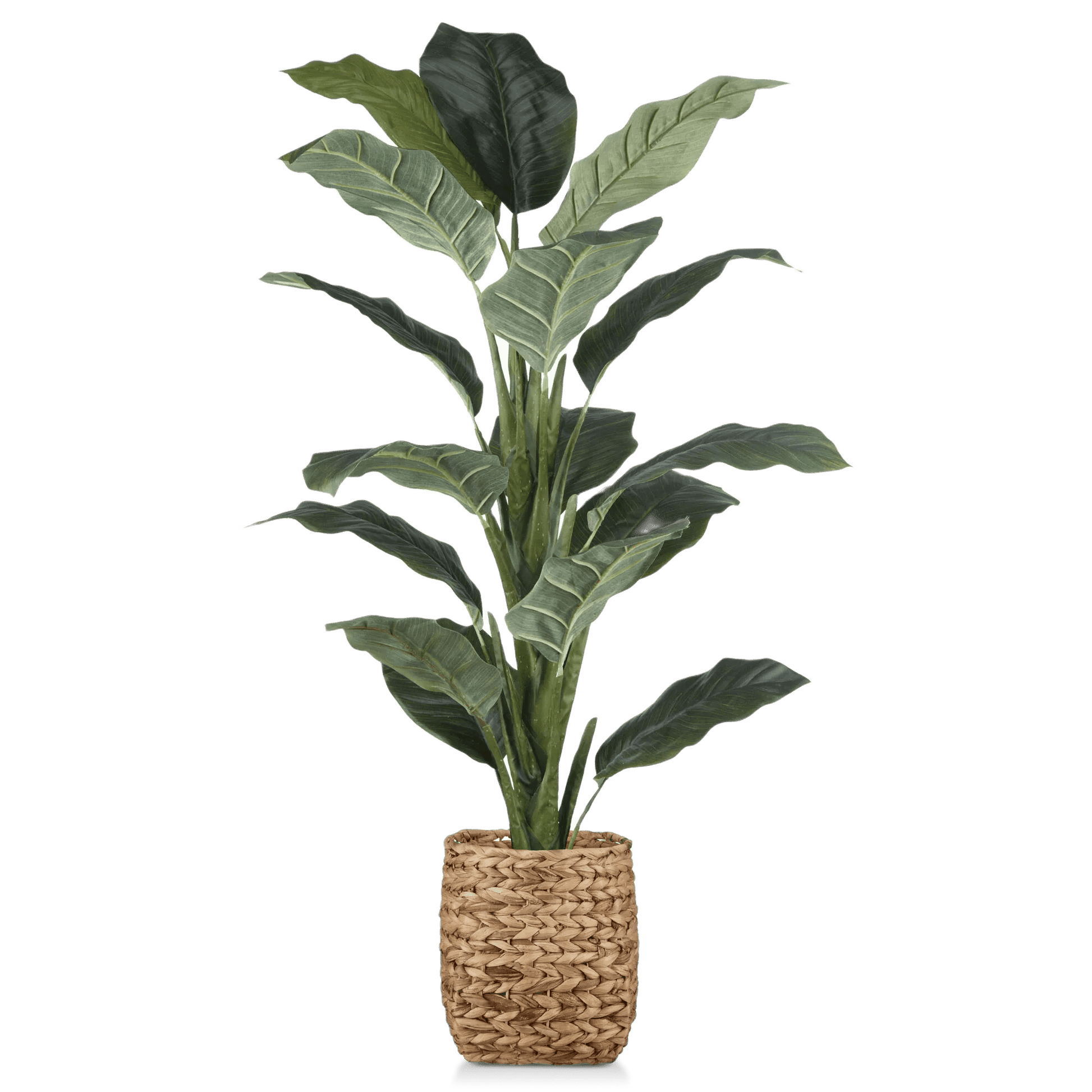 Large Ficus in Rattan Pot mysite