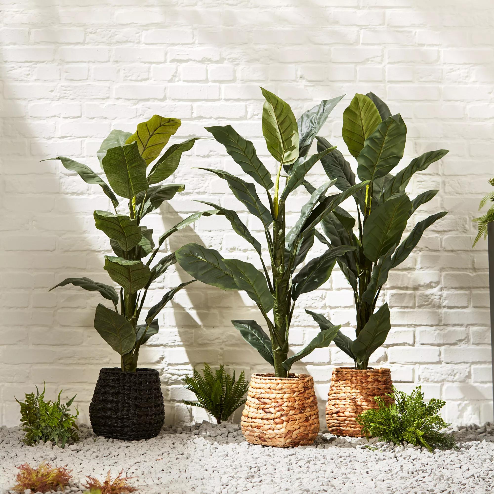 Large Ficus in Rattan Pot mysite