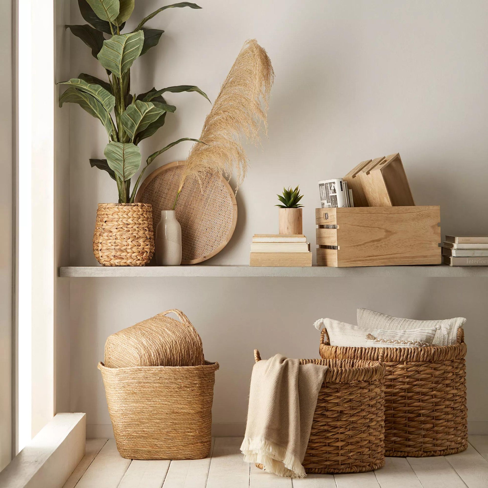 Large Ficus in Rattan Pot mysite