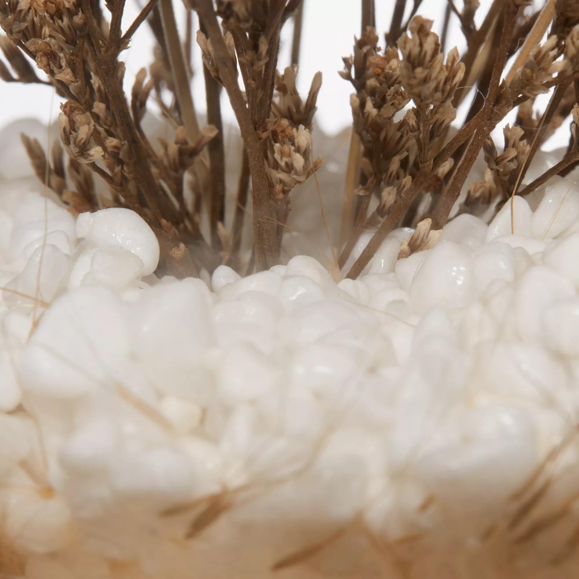 Dried Flowers Glass Dome mysite