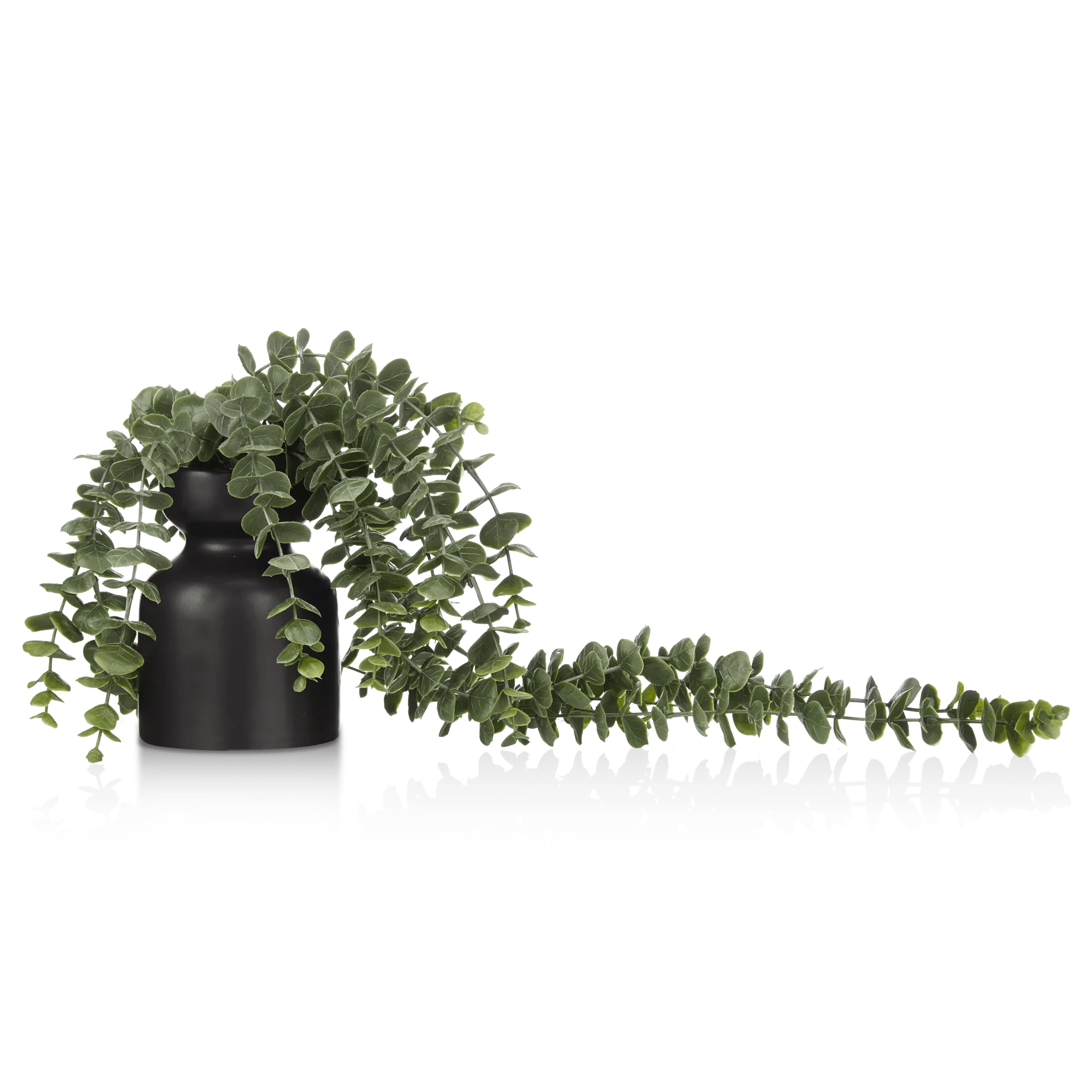 Waterfall Eucalyptus in Black Pot mysite