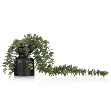 Waterfall Eucalyptus in Black Pot mysite