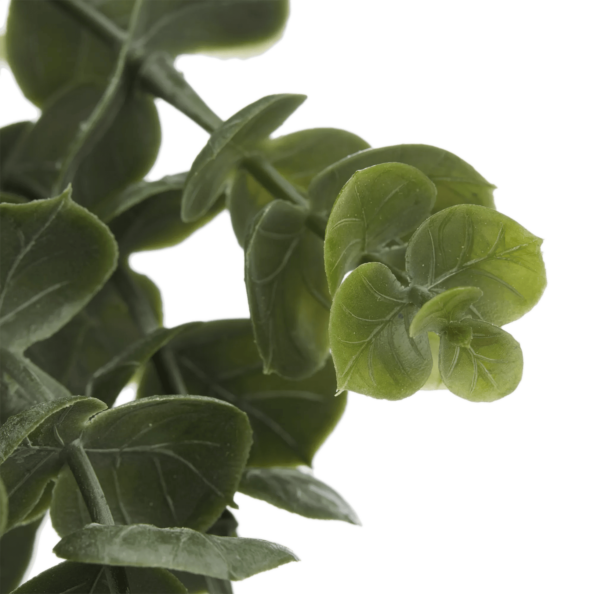 Waterfall Eucalyptus in Black Pot mysite
