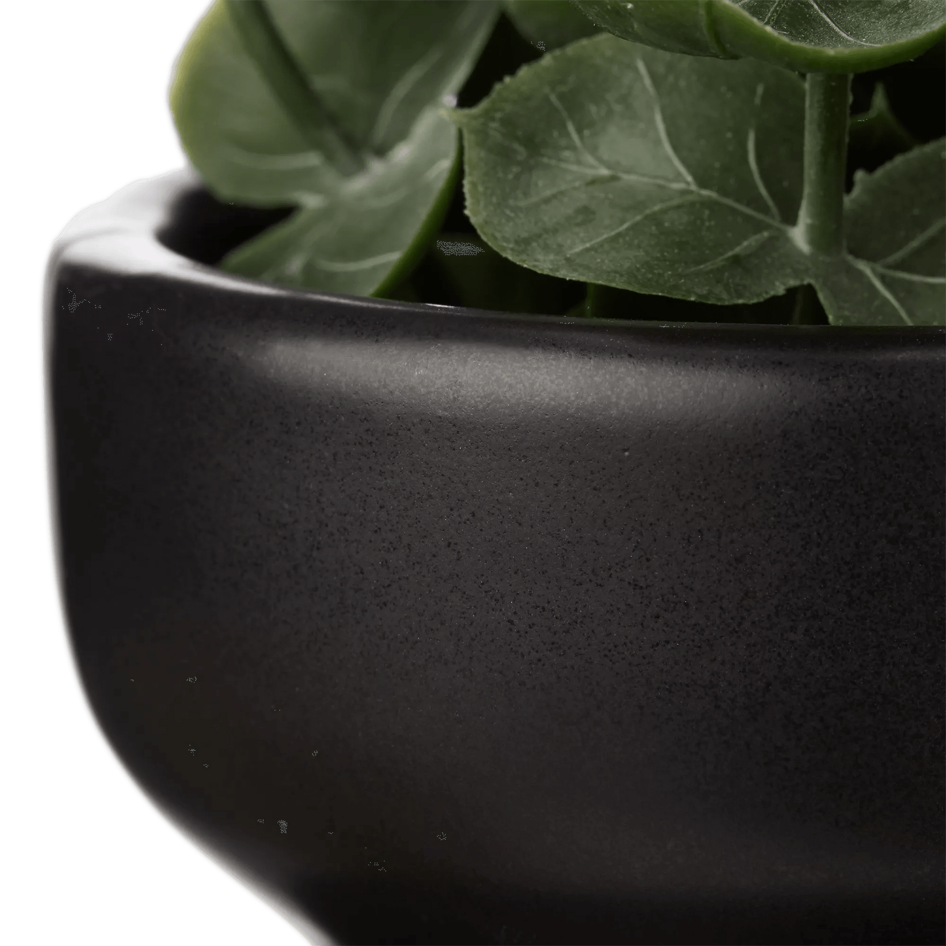 Waterfall Eucalyptus in Black Pot mysite