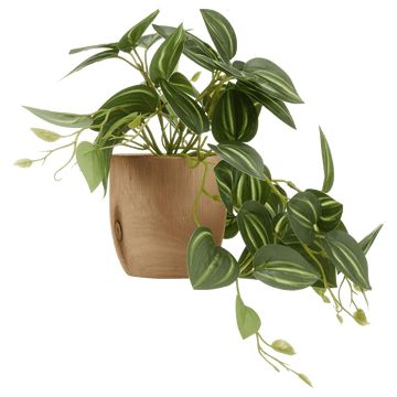 Artificial Fittonia in Wood Pot mysite