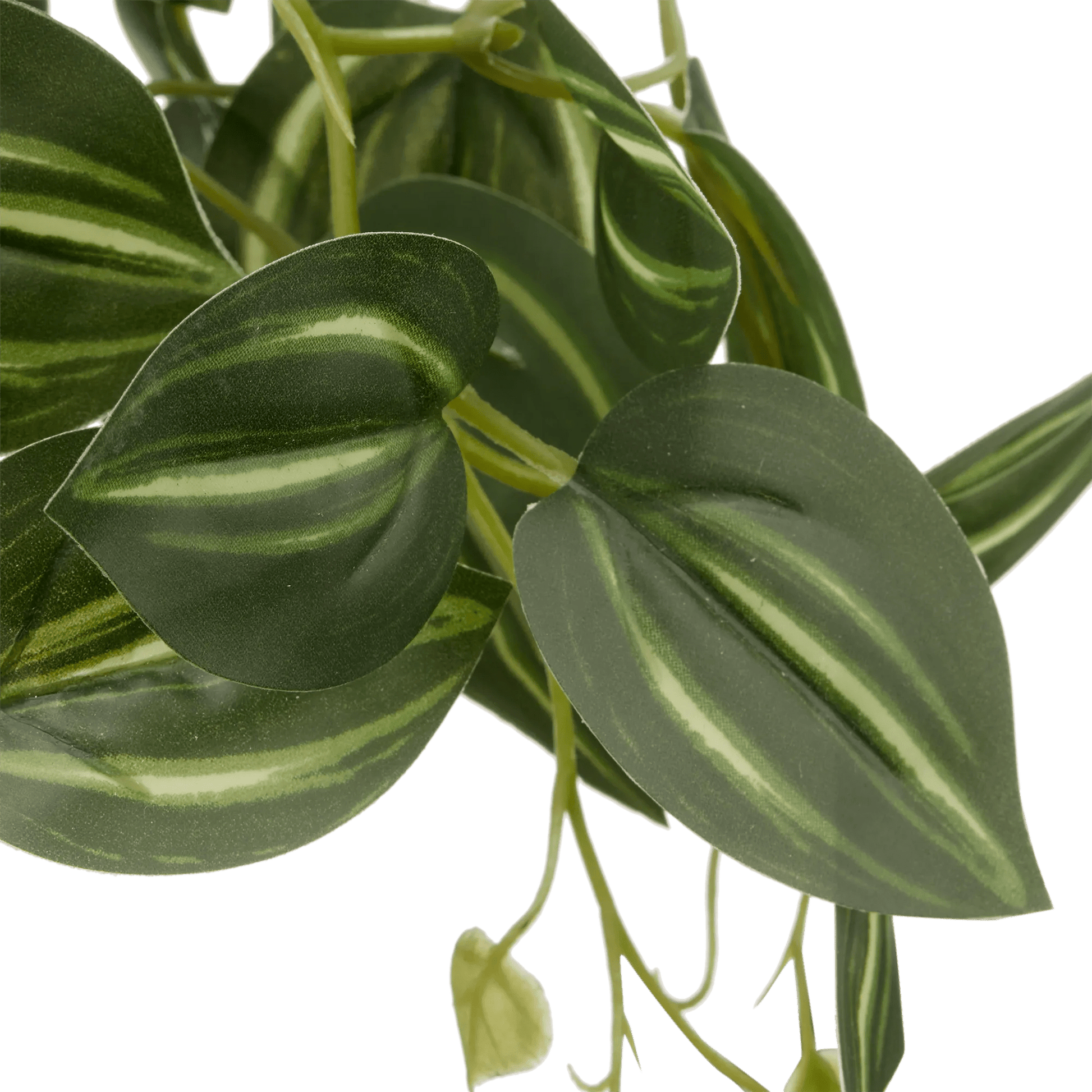 Artificial Fittonia in Wood Pot mysite
